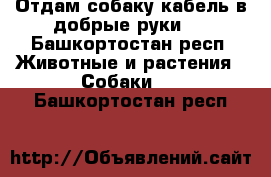 Отдам собаку-кабель в добрые руки.  - Башкортостан респ. Животные и растения » Собаки   . Башкортостан респ.